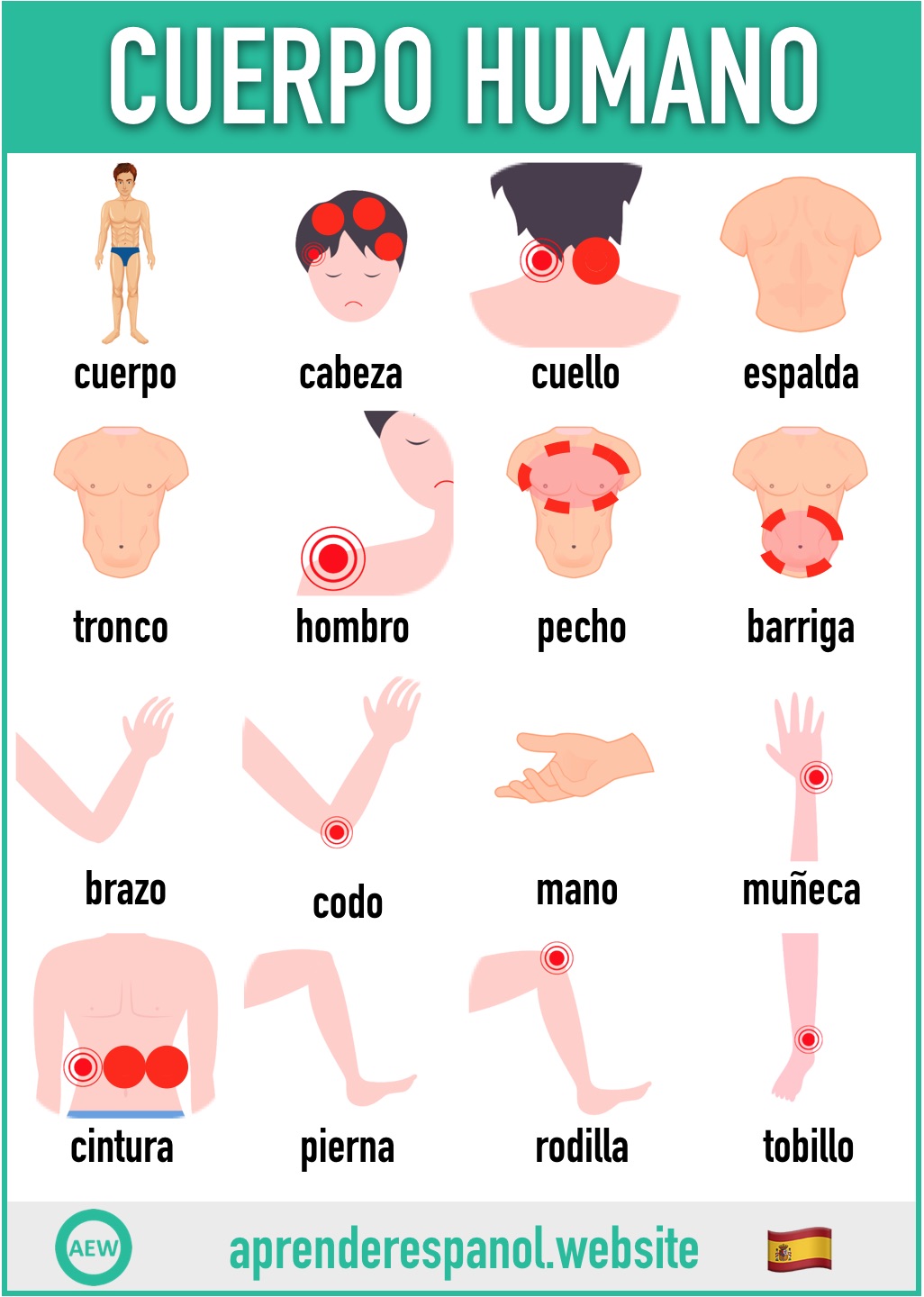 cuerpo humano en español - vocabulario del cuerpo humano en español - aprender español website